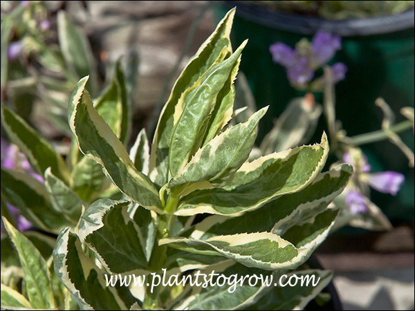 The variegated foliage.